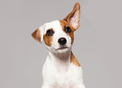 Dog with ears up listening